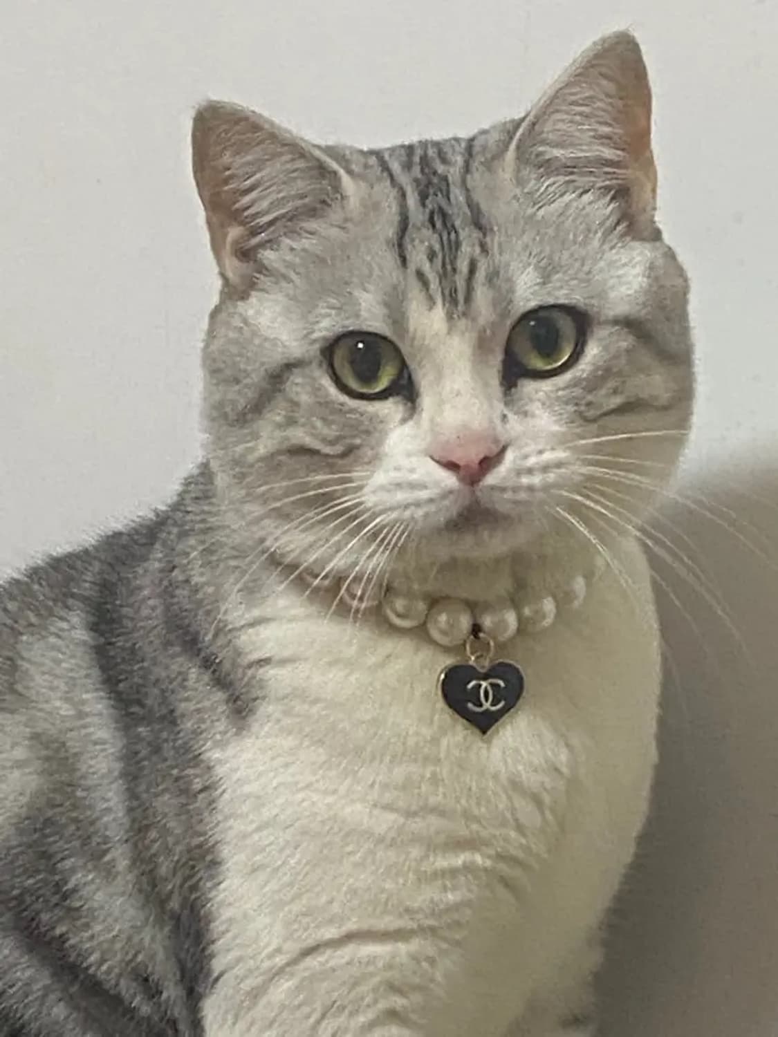 샤넬 강아지목걸이 고양이목걸이 업사이클링 상품이미지1