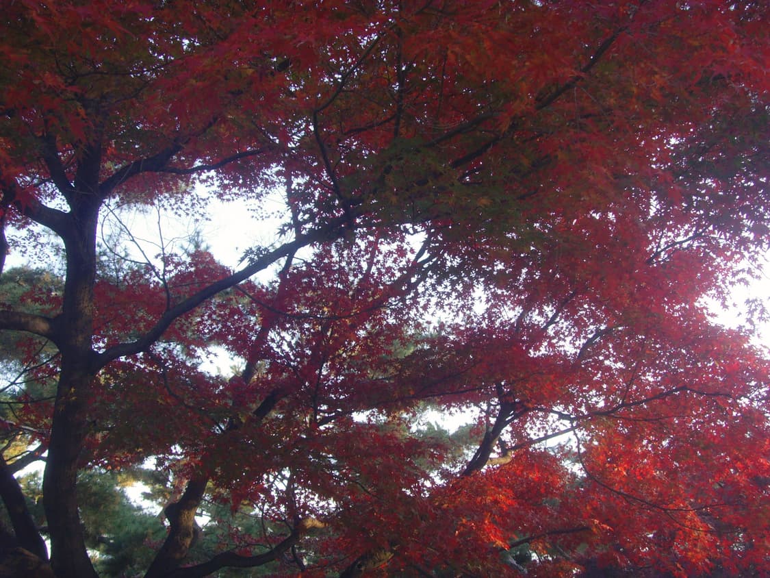 하투하 예온 디카 삼성 vluu nv3 상품이미지10