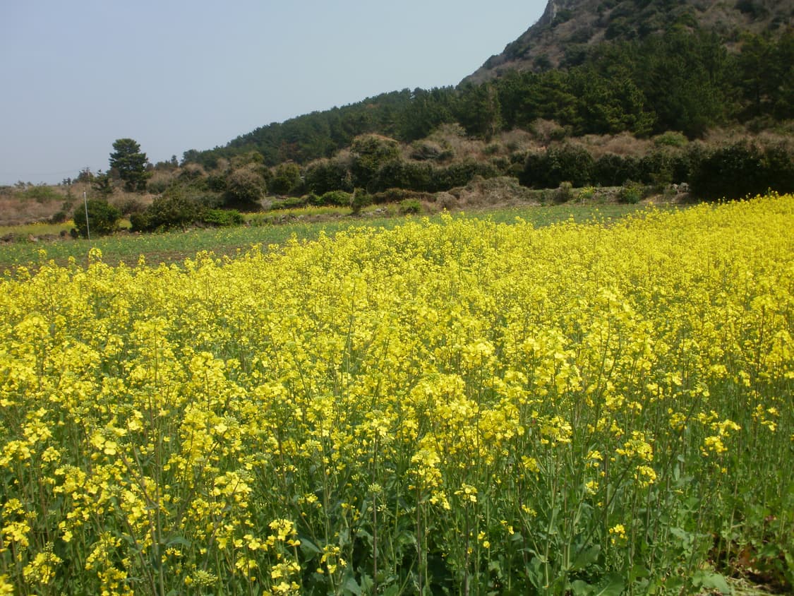 빈티지 디지털 카메라 올림푸스 x-42 (작례o) 상품이미지5