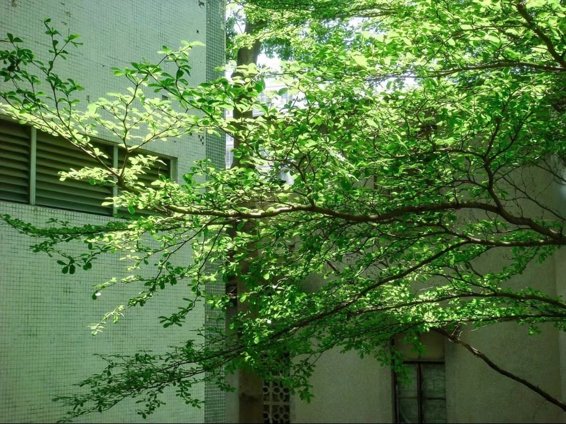 (필름감성!🫧) 소니 사이버샷 T20 | Cybershot DSC-20 상품이미지7