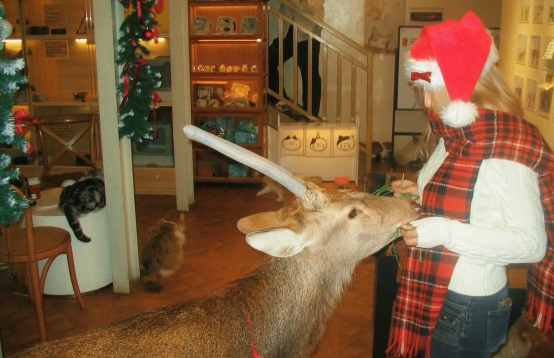 캐논 파워샷 A70 (작례O) 상품이미지2