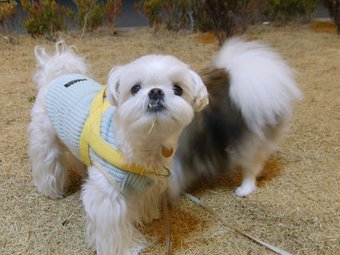 작례O 삼성 케녹스 Kenox S500 빈티지 디지털 카메라 디카 상품이미지5