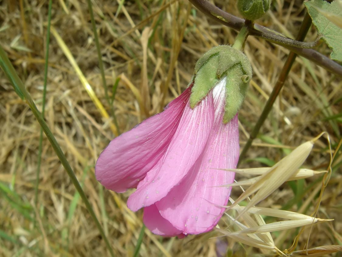 미품✨소니 사이버샷 sony cyber-shot DSC-T1 디카 빈티지 상품이미지8