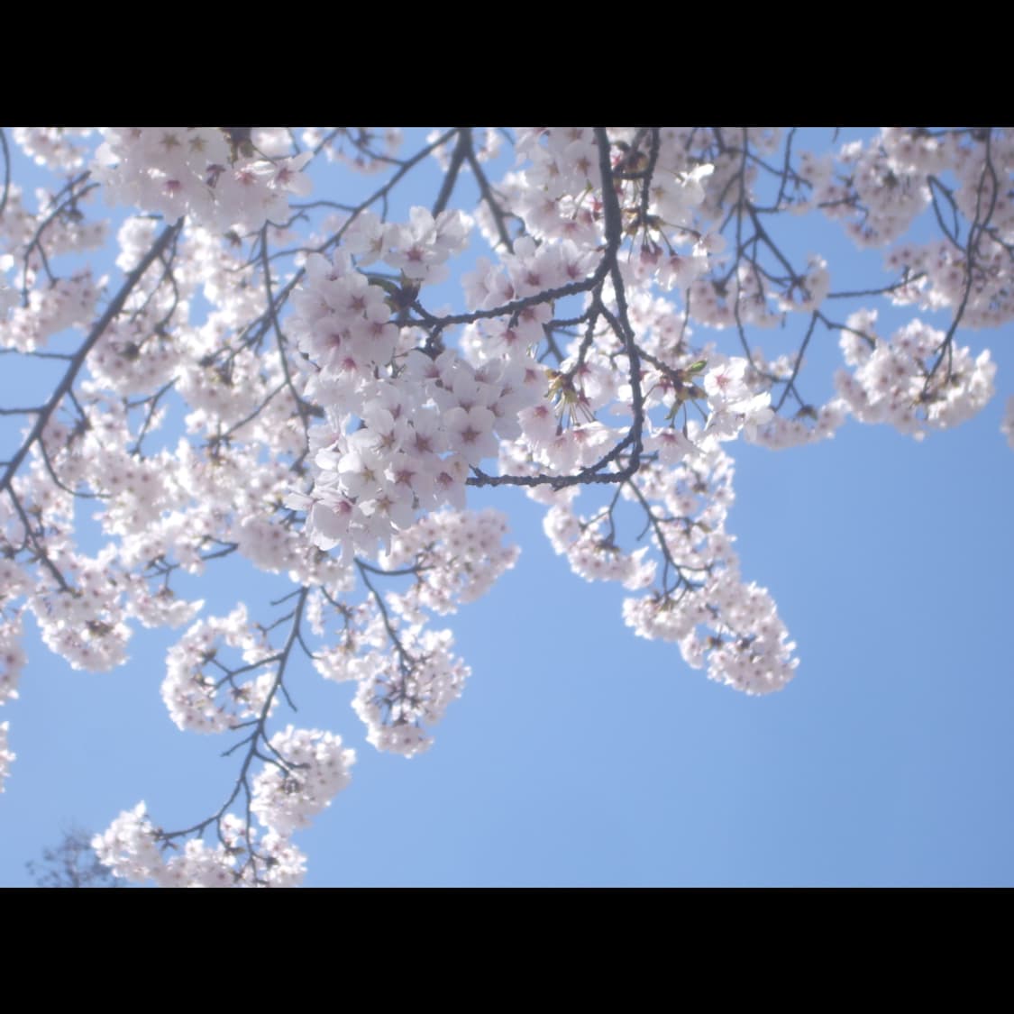 작례⭕️ 펜탁스 옵티오 S55 메탈실버⌚ 상품이미지2