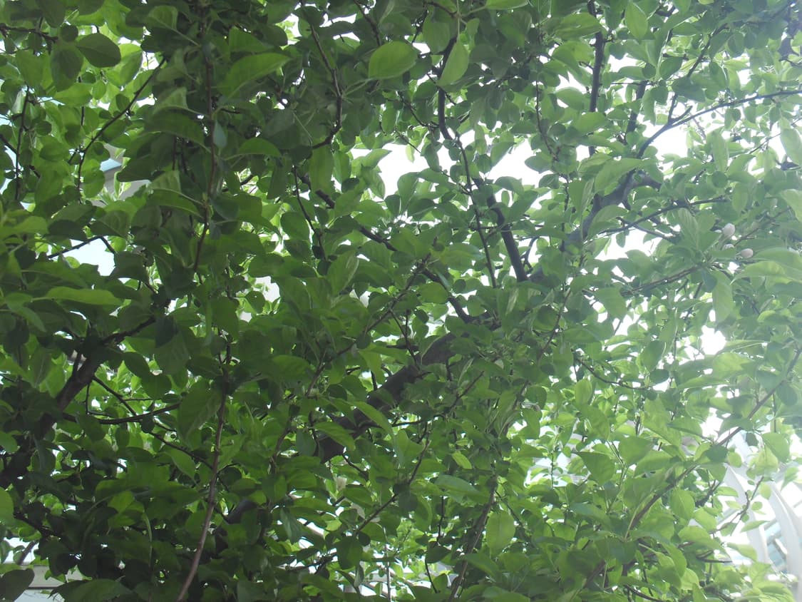 삼성 VLUU i100디카 상품이미지8