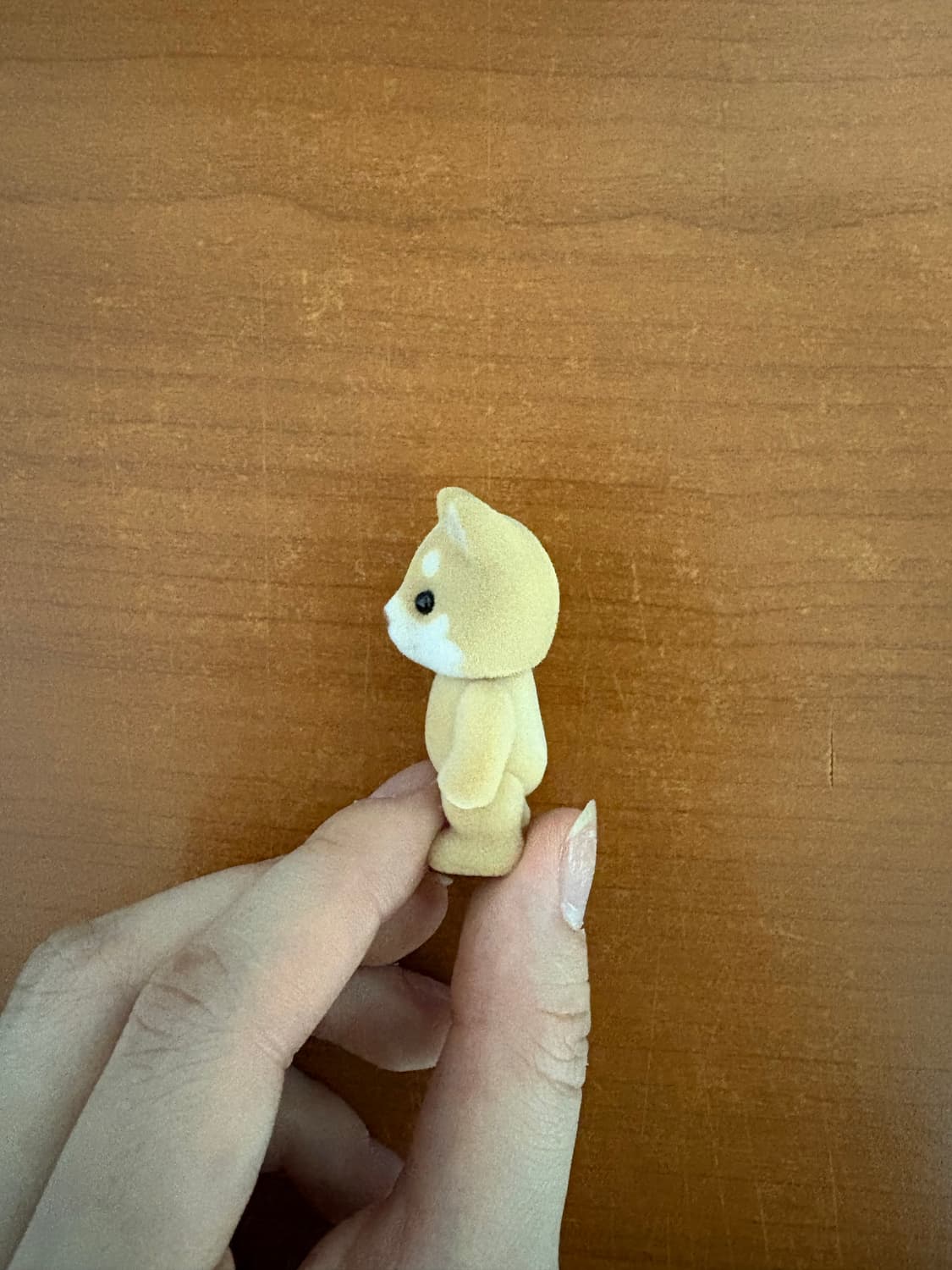 실바니안 시바견 아기 상품이미지2