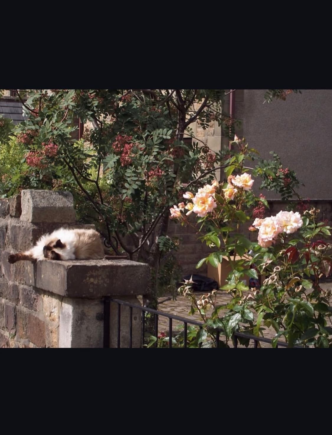 코닥 이지쉐어 c813 디지털카메라 상품이미지8