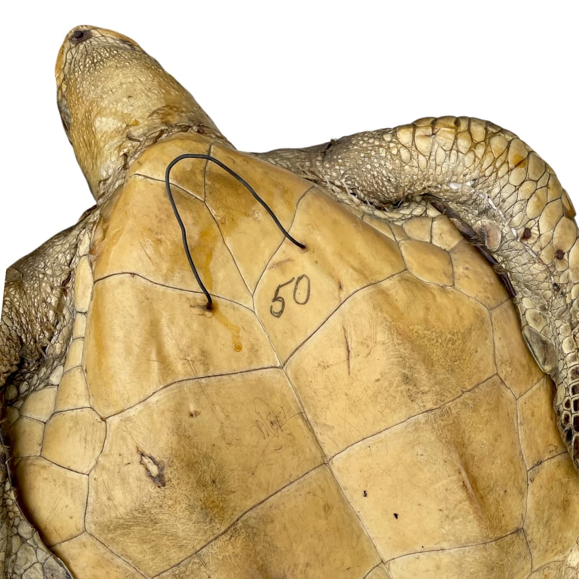 Vintage 50cm Sea Turtle Taxidermy Object 상품이미지4