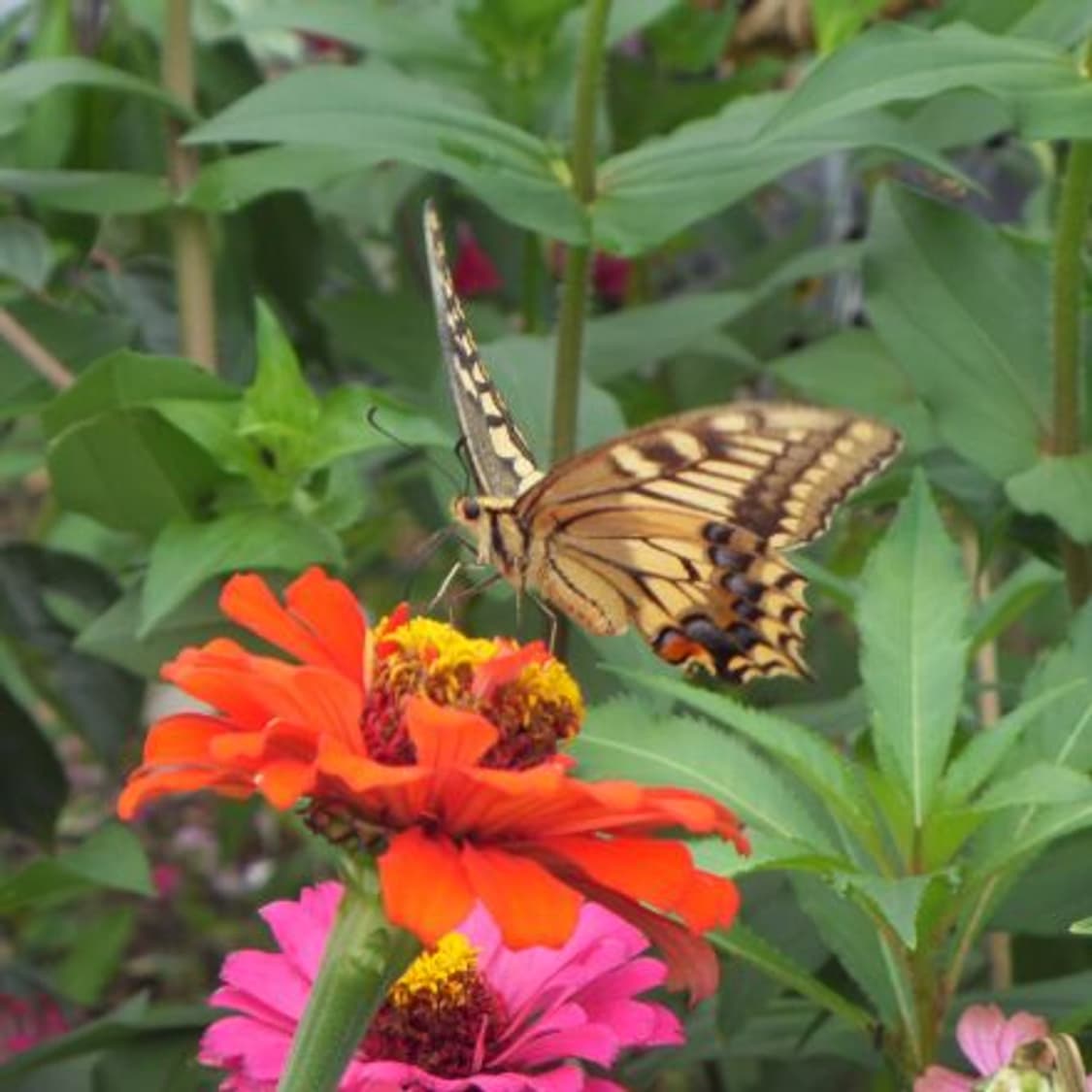 재민pick✧･ﾟSamsung VLUU i8 삼성 블루 디카 상품이미지2