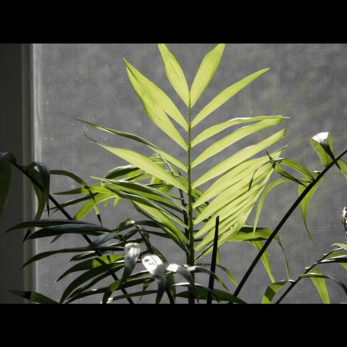 카시오 엑슬림 EX-H50 + 케이스 미드나잇 블랙🖤빈티지 디카 상품이미지8