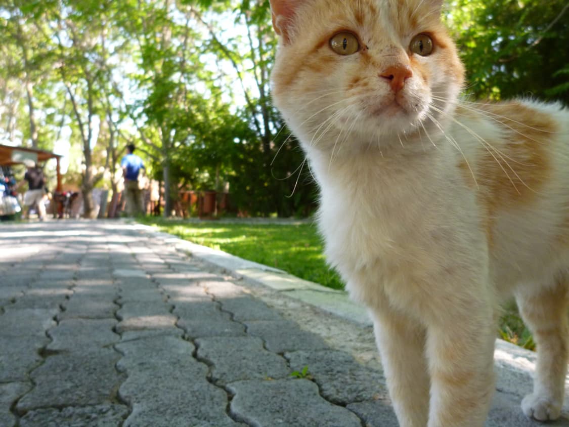 (터치스크린💗) 파나소닉 루믹스 DMC-FX77 상품이미지9