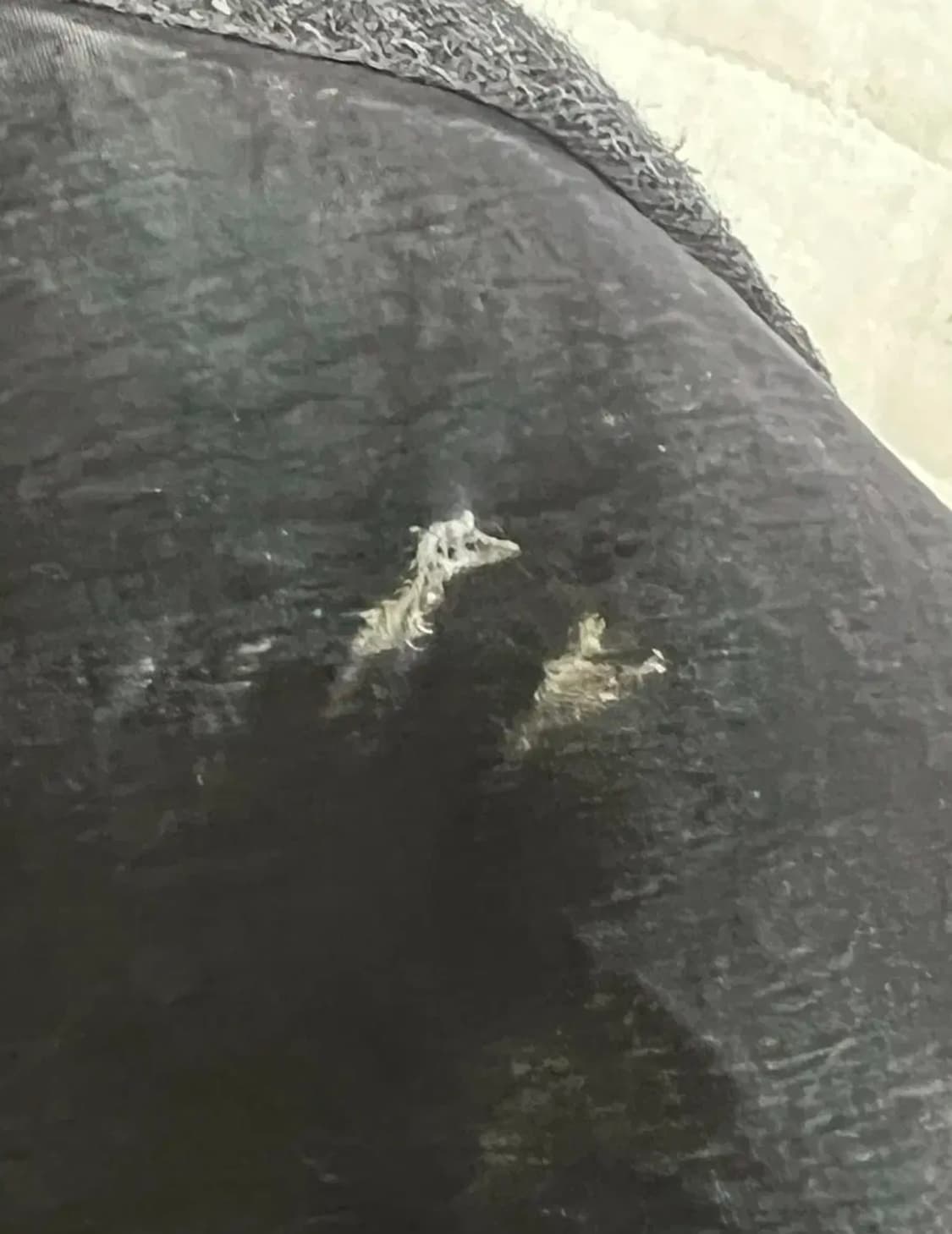 (os) 그레일즈 루나 니트팬츠 블랙 상품이미지2