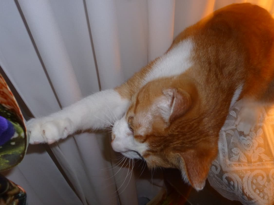 희귀매물 루믹스 DMC-FX65 작례O 상품이미지8