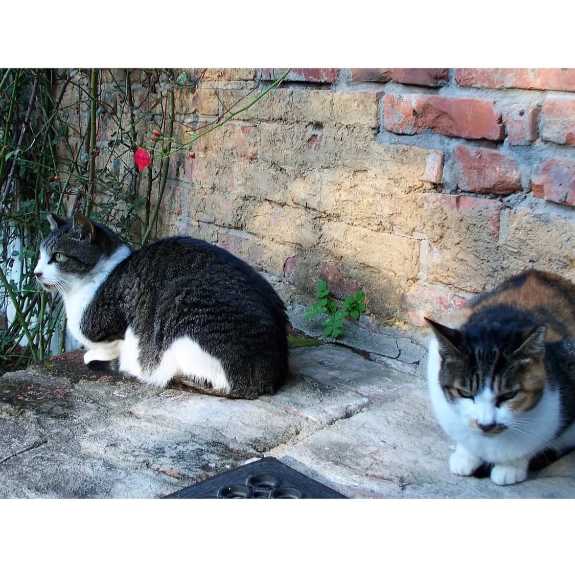 코닥 이지쉐어 z885 디지털카메라 상품이미지10