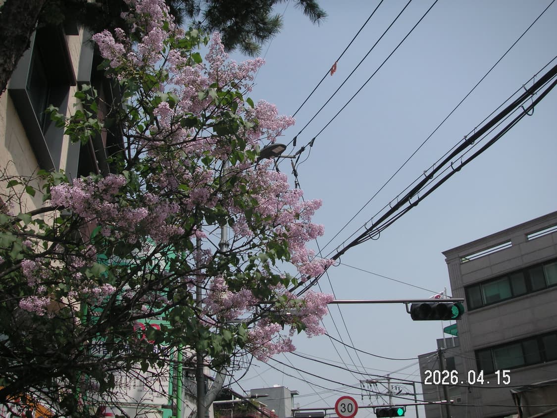한글/날짜표시)미놀타 디미지 x60 실버 빈티지디카 상품이미지8