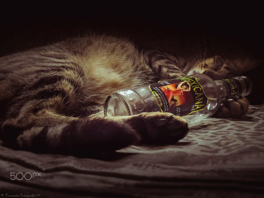 작례O 초소형 칼자이쯔 소니 사이버샷 dsc w530 디지털카메라 빈티지 상품이미지4