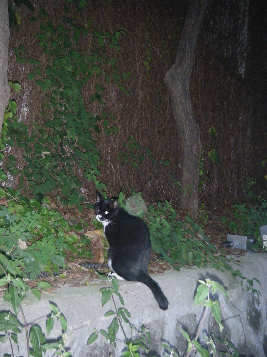 작례O) 후지필름 파인픽스 z33wp 디카 나연 디카 블루 상품이미지5