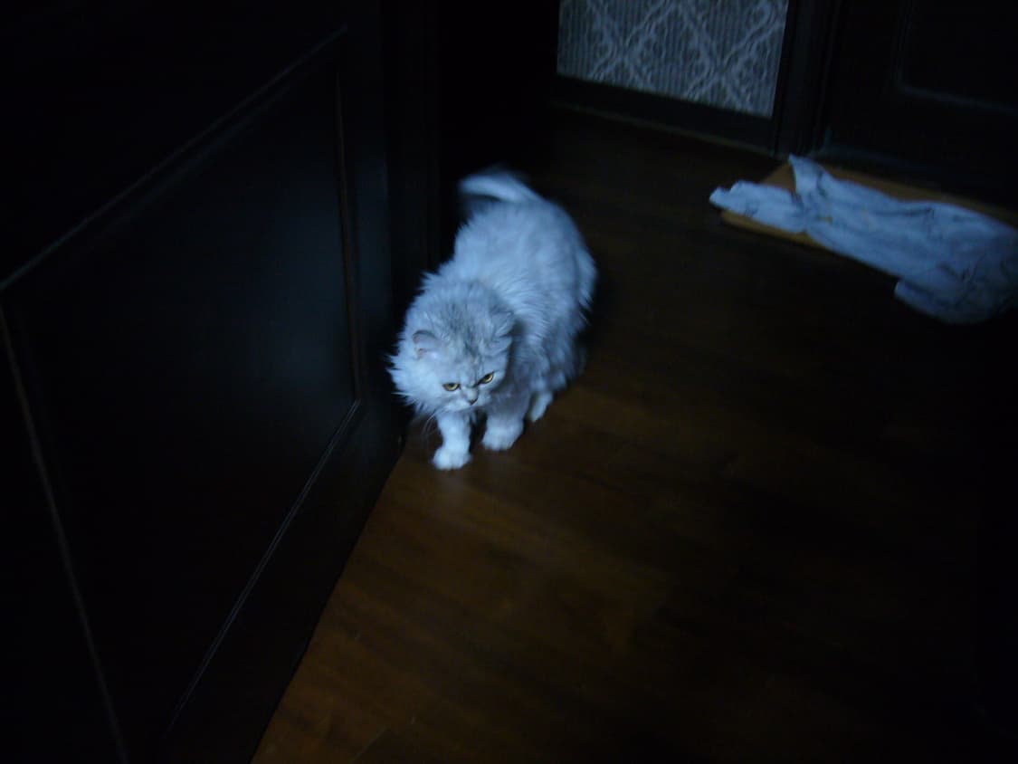 파나소닉 루믹스 DMC-FX9 디지털 카메라 작례O 상품이미지7