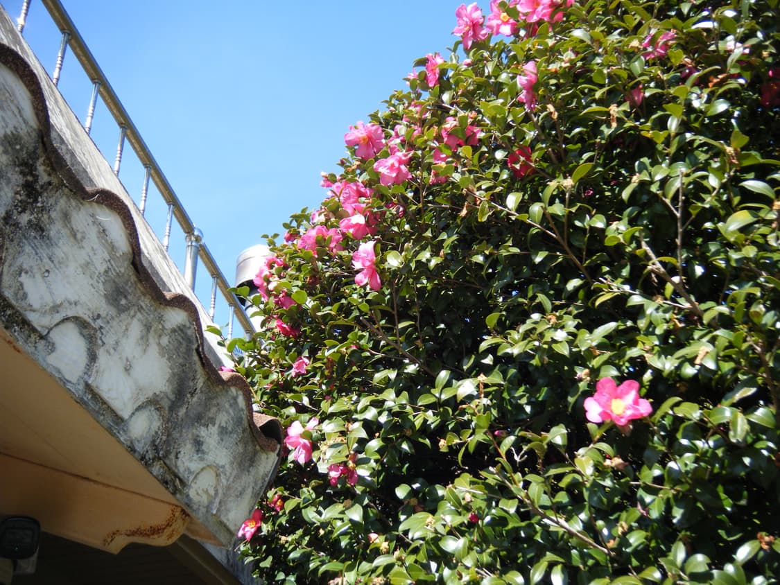 후지필름 파인픽스 FUJIFILM FinePix Z30 화이트 디카 상품이미지9