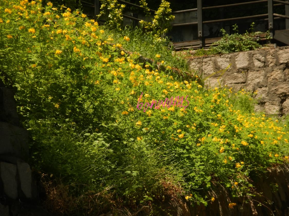 한글판] 니콘 쿨픽스 Nikon coolpix aw100 (작례 O) 상품이미지7