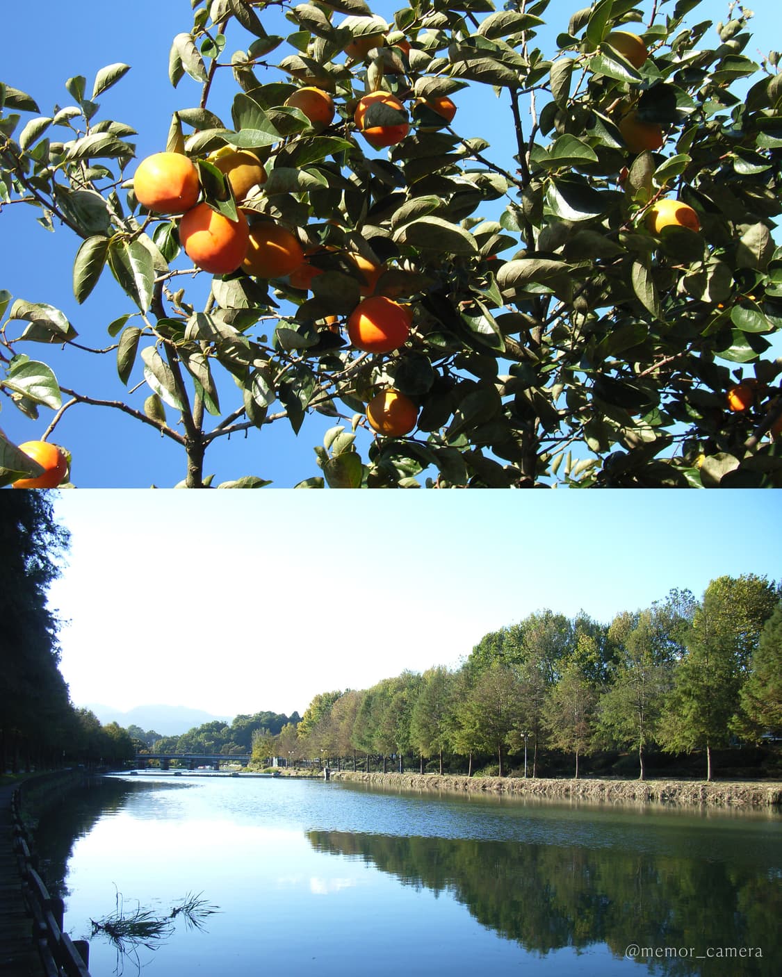 노란기없는/블러리뽀용작례✨RICOH Caplio R2 리코 디카 상품이미지9