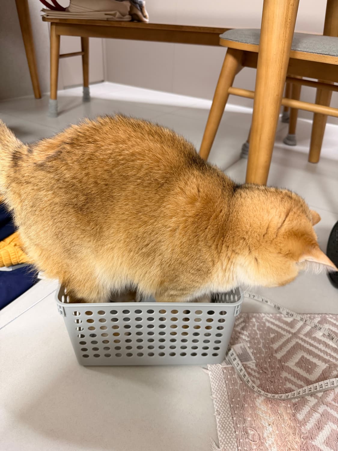 몽벨 예약 퍼플 상품이미지1