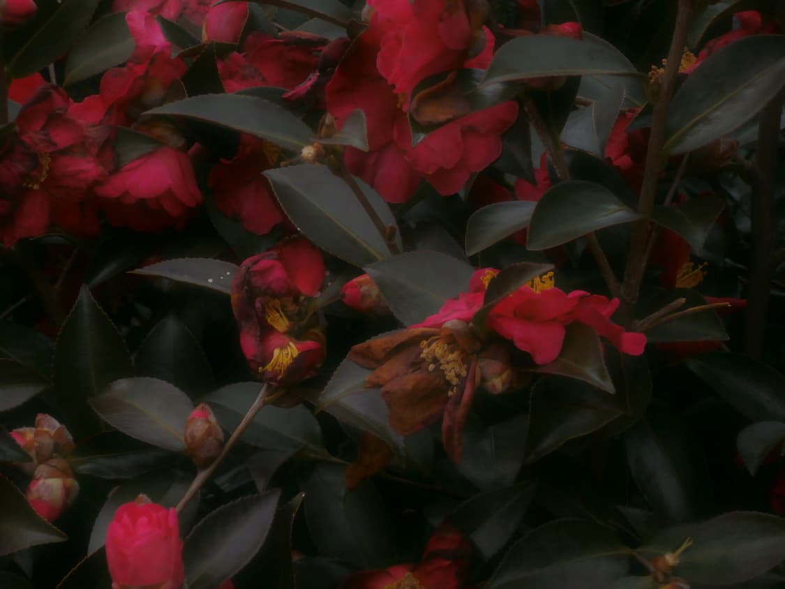 작례/소프트포커스!) Olympus VR-360 올림푸스 빈티지 디카 상품이미지10