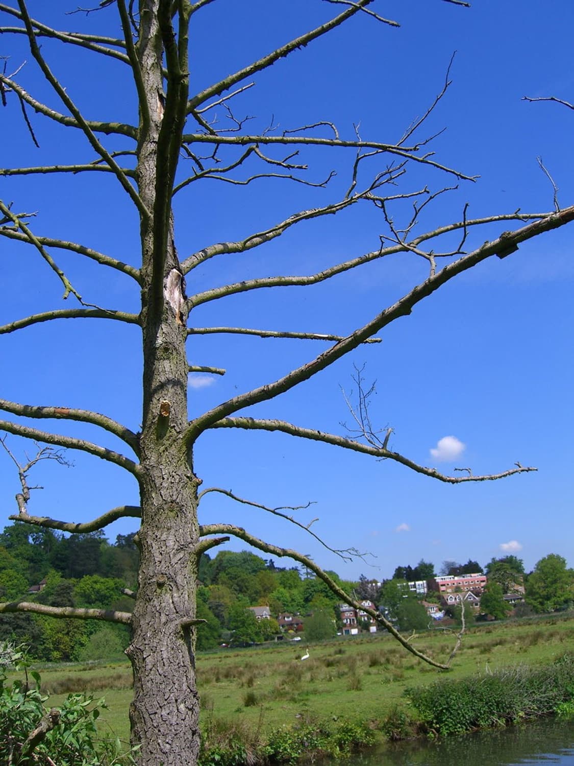 (민트)Fujifilm Finepix 4800Z (후지필름  4800Z) 상품이미지8