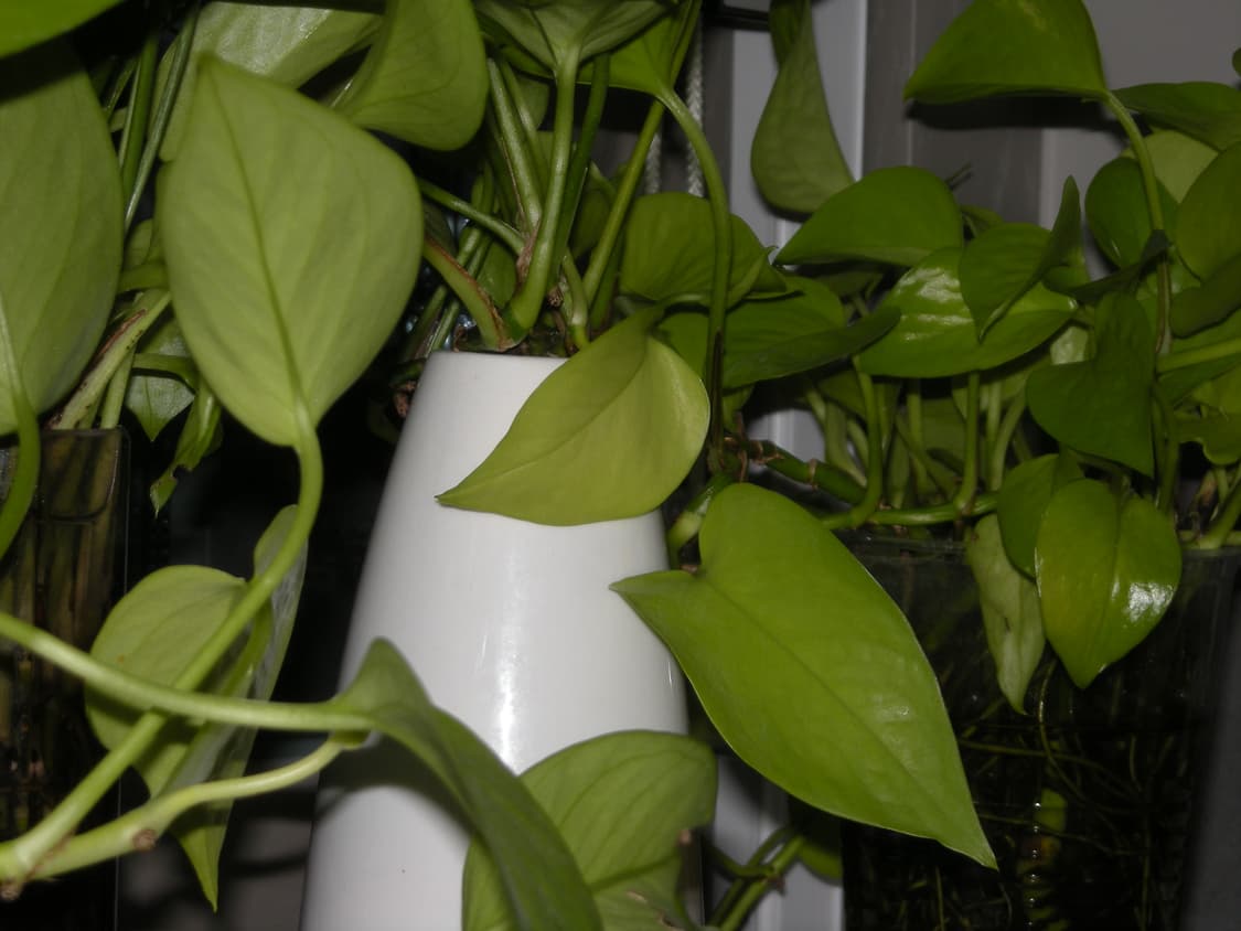 작례O) 니콘 쿨픽스 s510 nikon coolpix 빈티지 디카 상품이미지6