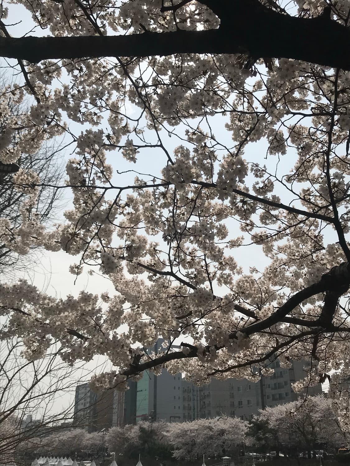 Sa님 상품이미지1