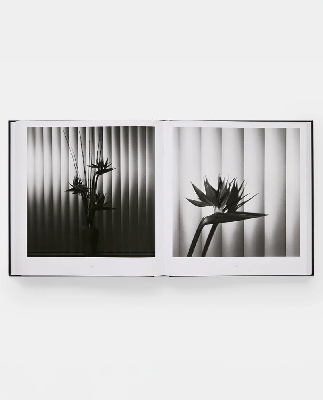 미개봉 / MAPPLETHORPE 로버트 메이플소프 플로라 사진집 상품이미지7