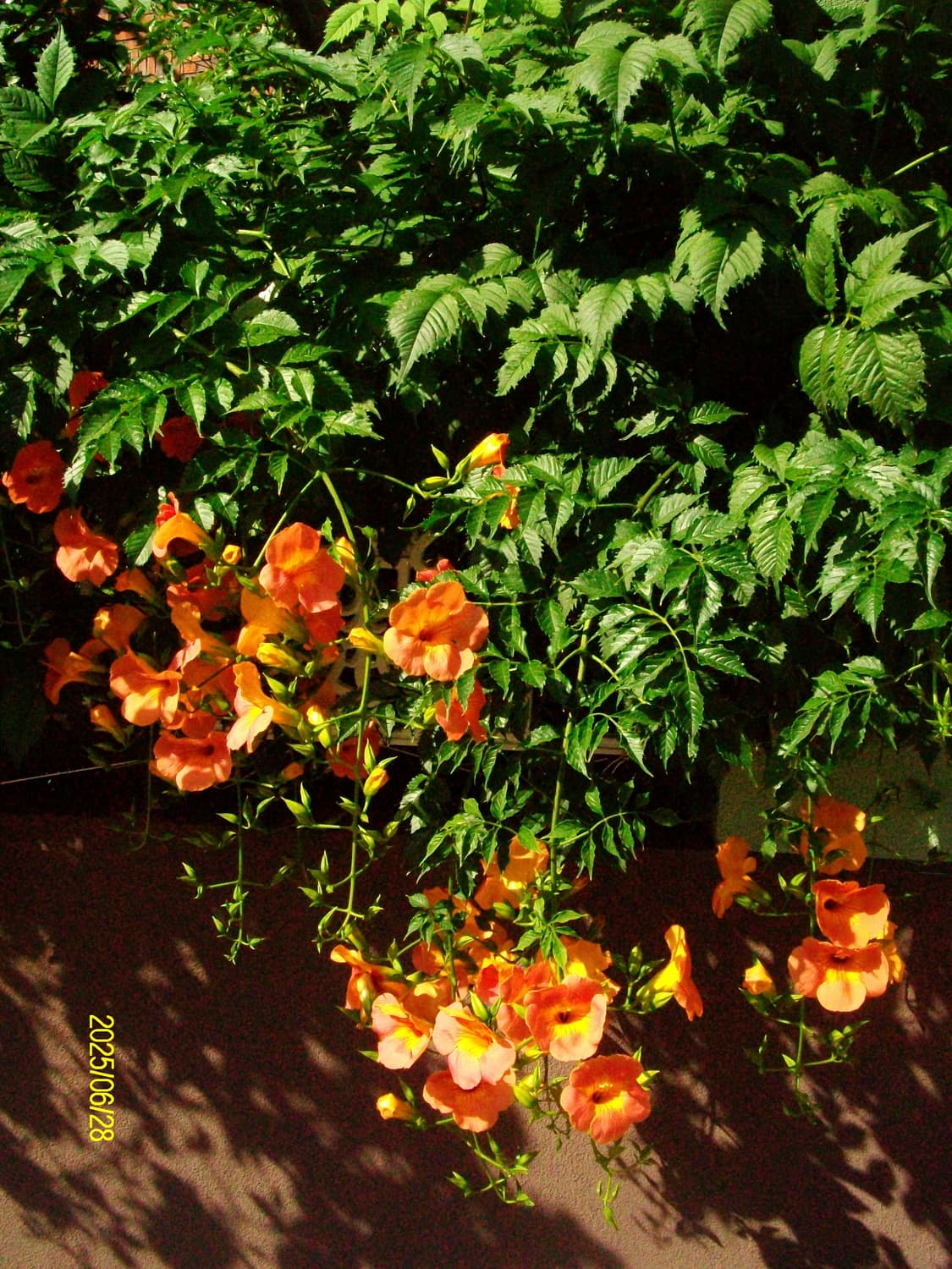 [빈티지디카] 산요 E1075 판매 상품이미지10