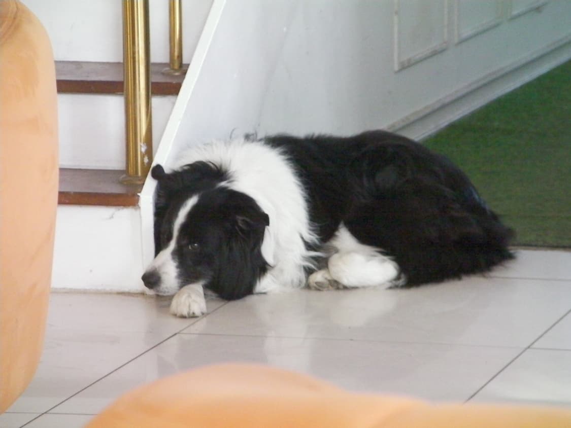 작례o) 산요 작티 cg9 레드 상품이미지4