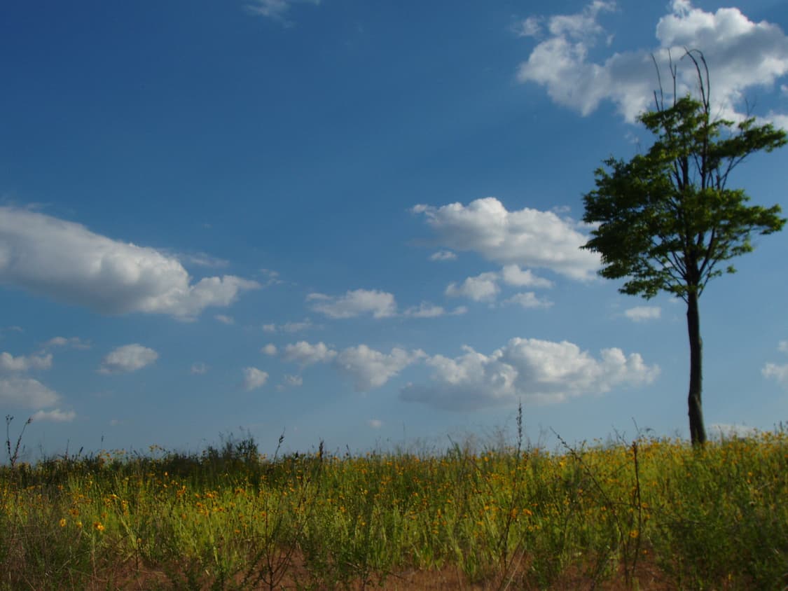 olympus camedia x1 실버 상품이미지2