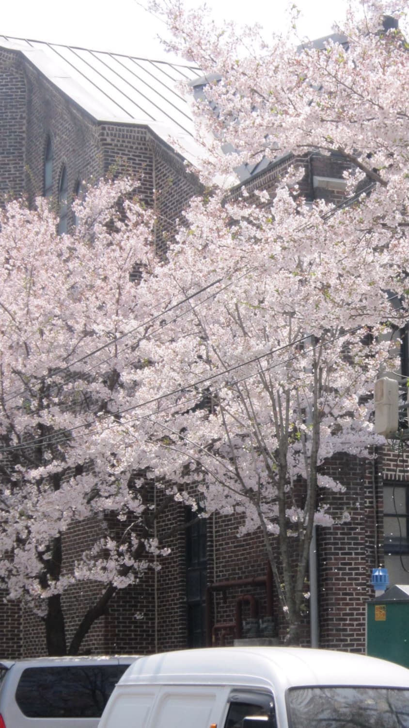 [민트급] 캐논 익서스 200is 희귀매물 핑크 작례포함 상품이미지7