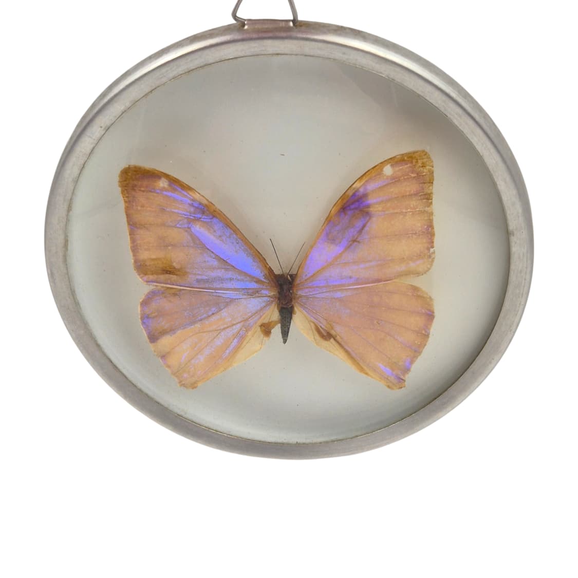 70s 브라질 모르포 빅 나비 글라스 반구 벽걸이 상품이미지2