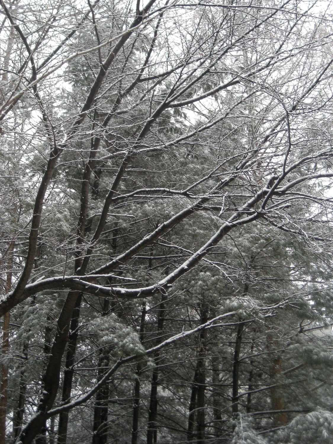 (작례o) [빈티지 디카] 니콘 쿨픽스 s510 coolpix nikon 상품이미지4