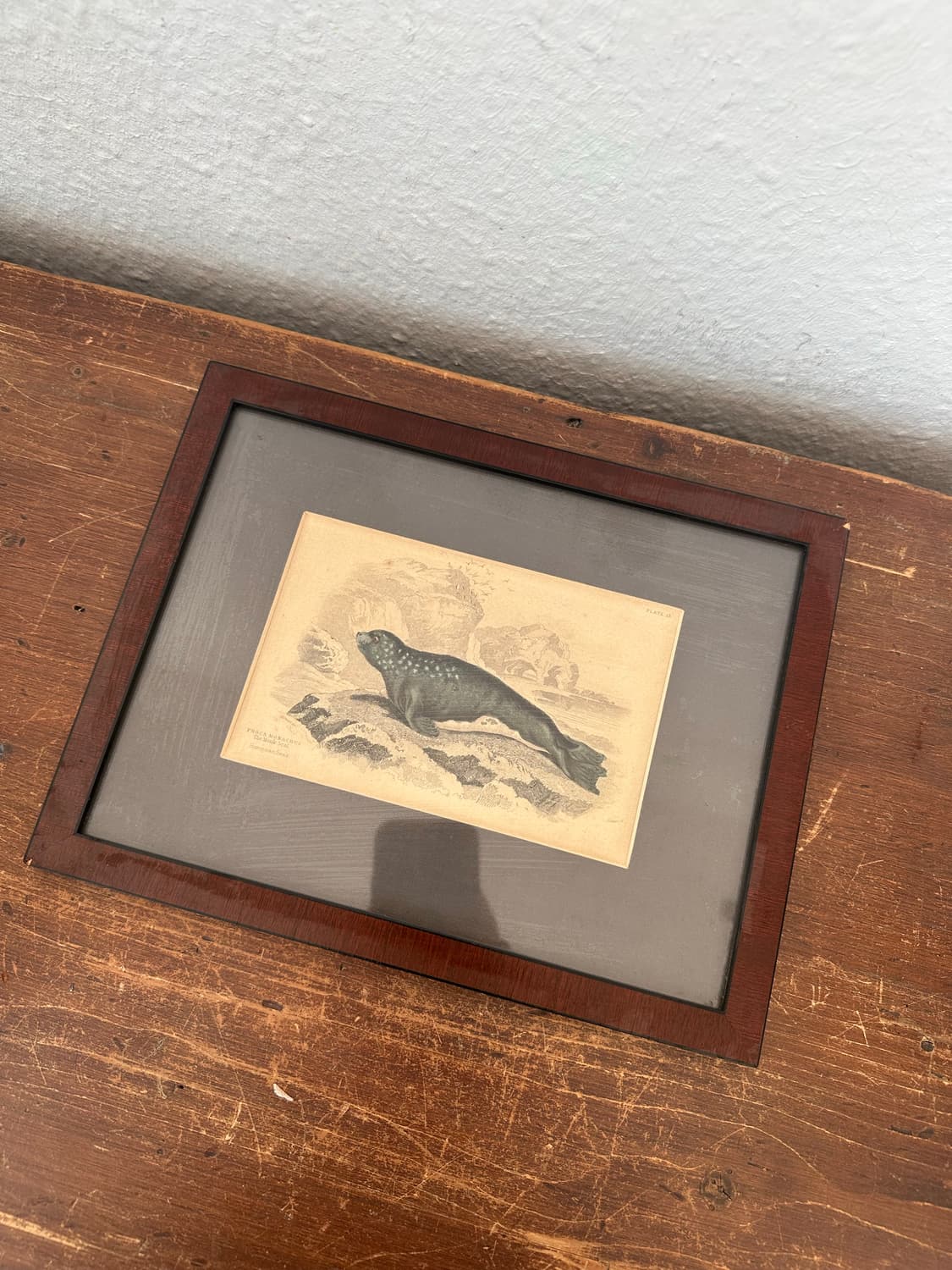 독일)빈티지 물개 액자 상품이미지4