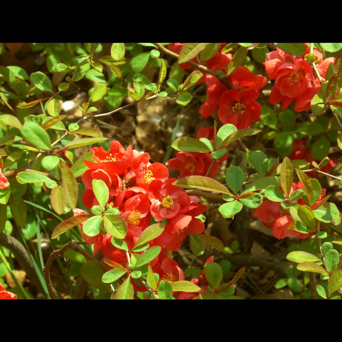 작례⭕️ 카시오 엑슬림 EX-Z1000 상품이미지8