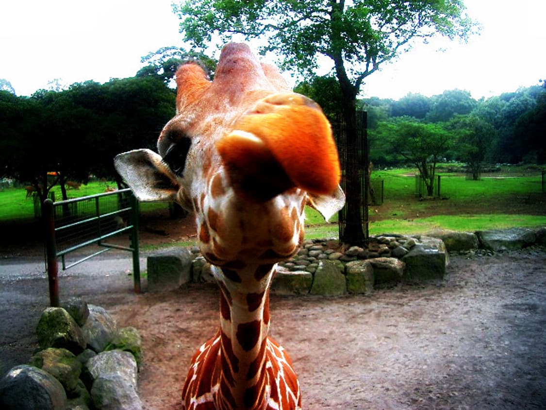 카시오 엑슬림 Casio Exilim EX-Z3 실버 상품이미지5