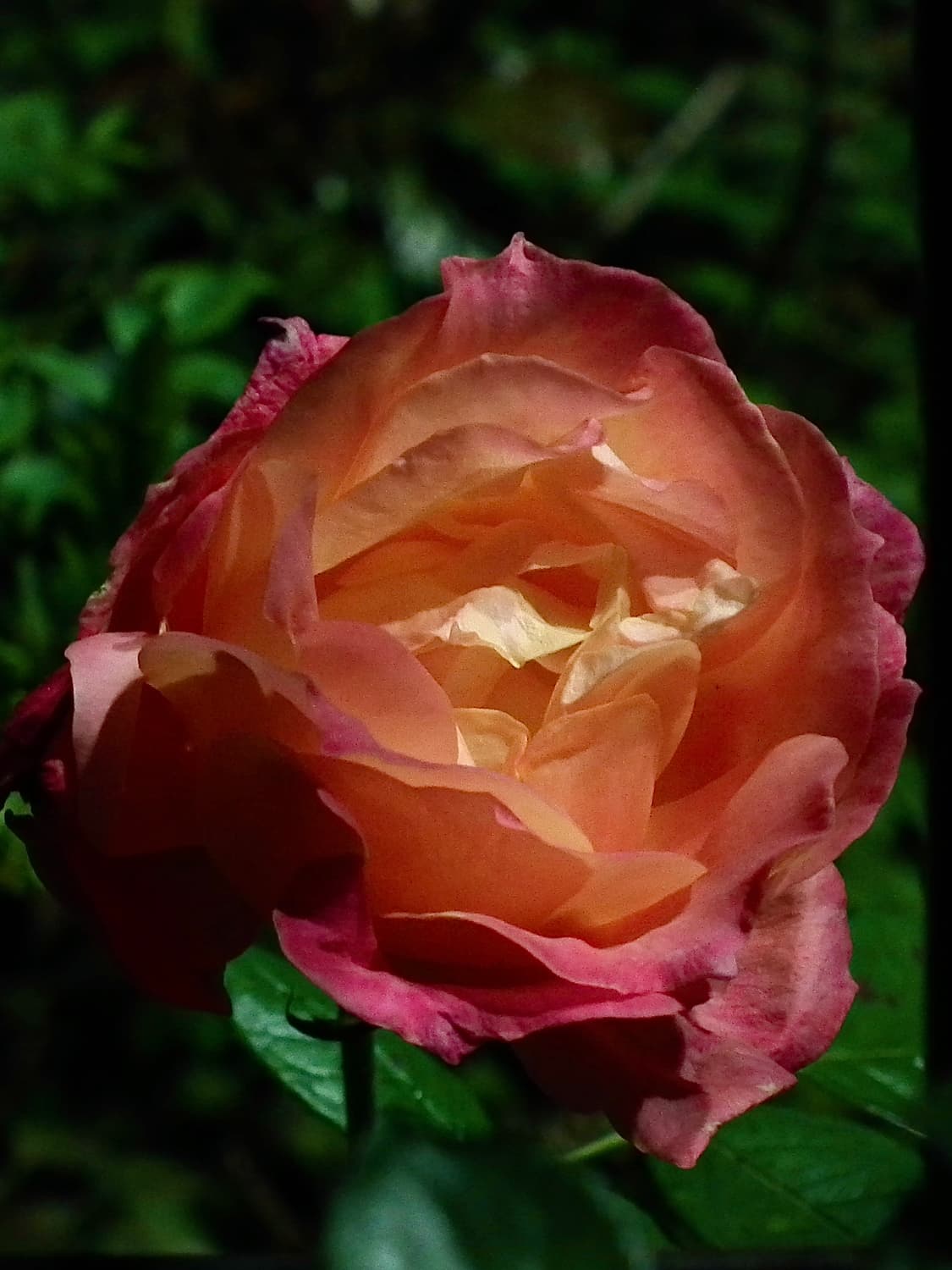 후지필름 파인픽스 HS10 + 가방 상품이미지10