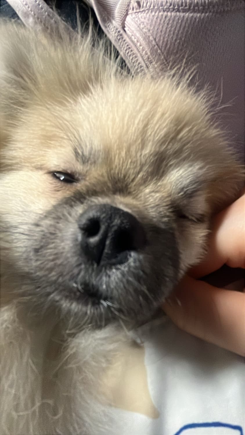 개잉결제창 상품이미지1