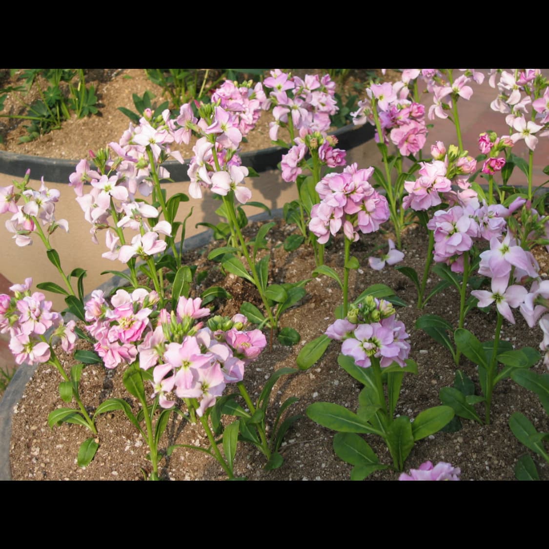 작례⭕️ 캐논 파워샷 S45 상품이미지8