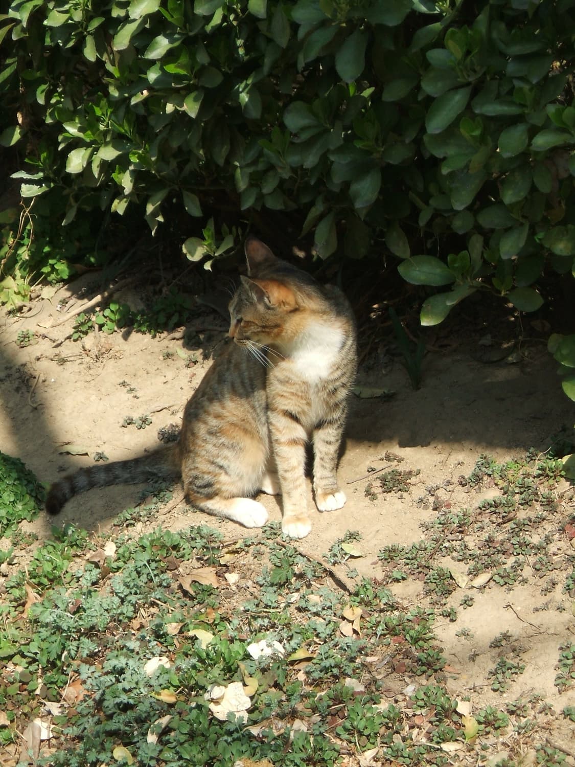 신품급 풀박스 Fujifilm finepix z1100exr 코랄핑크 상품이미지10