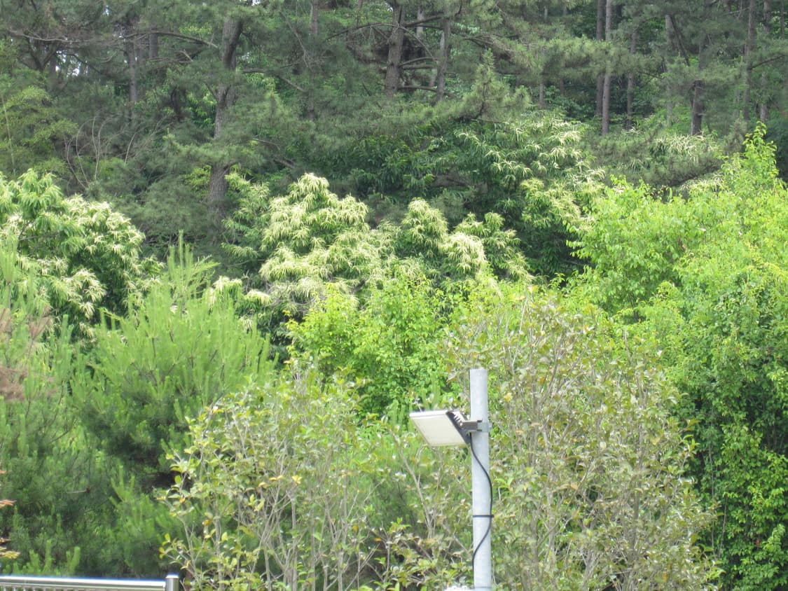 초희귀&강추!) Canon IXUS 85 IS 디카 카메라 상품이미지4