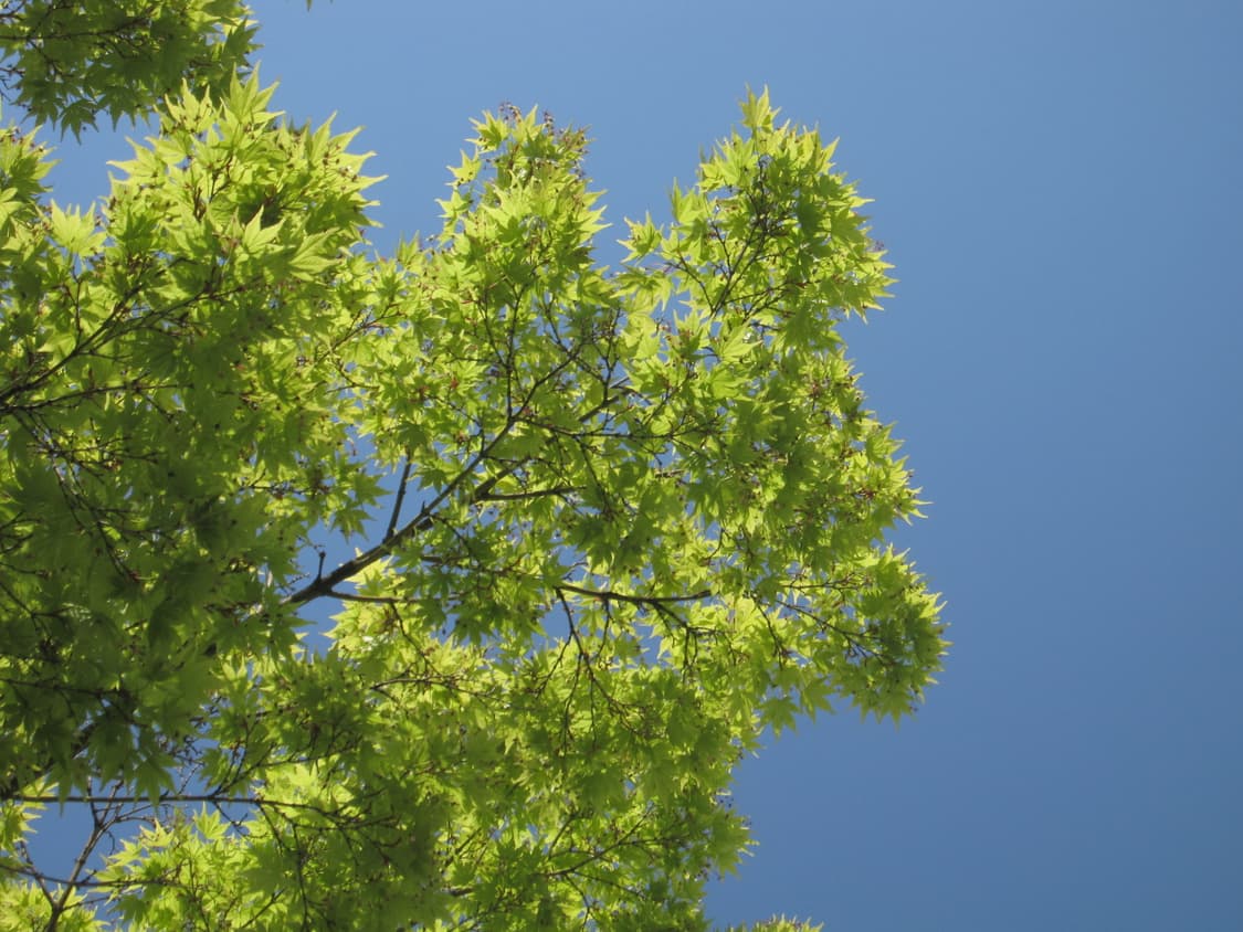 캐논 IXUS 870 IS 작례있음 상품이미지6