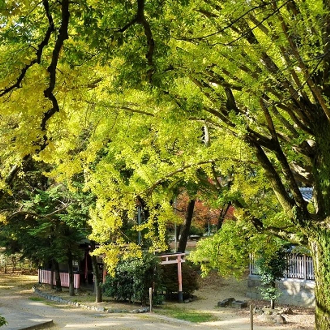 파나소닉 루믹스 DMC-ZX3 상품이미지9