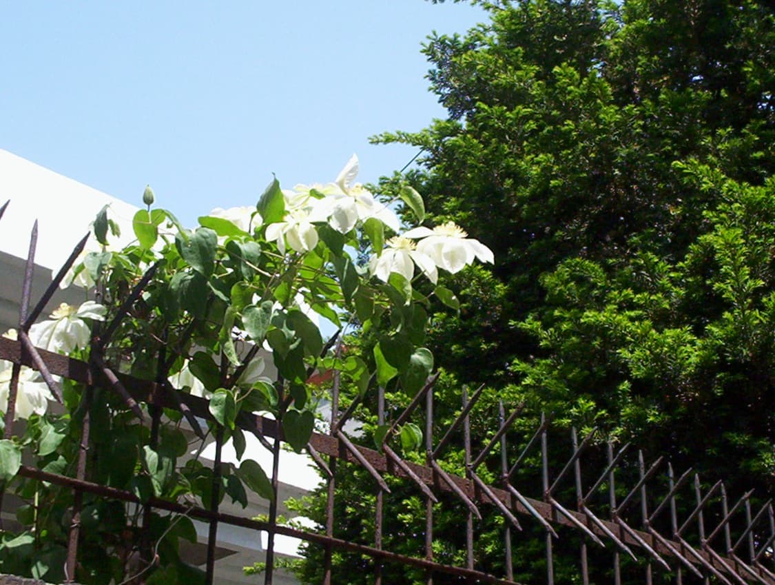 Kodak 코닥 이지쉐어 CX6200 상품이미지9