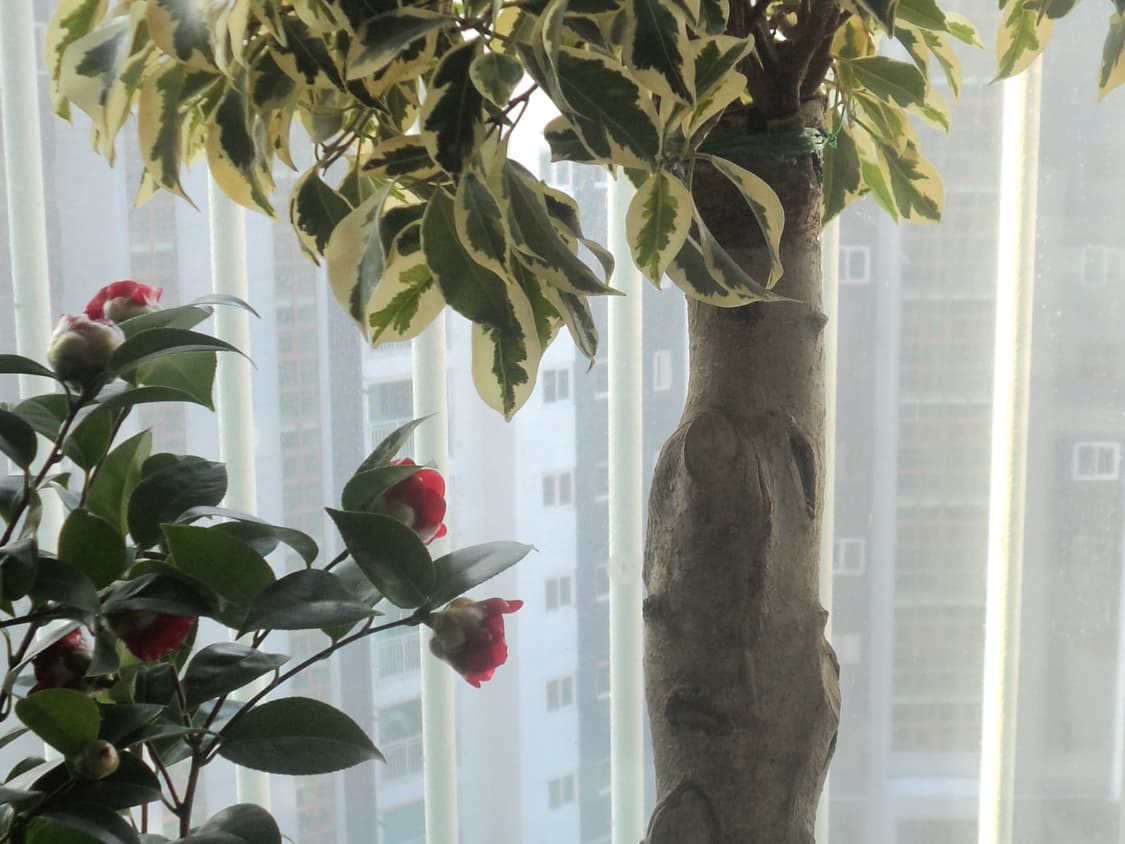 삼성 DV300F 한효주디카(작례o) 상품이미지9