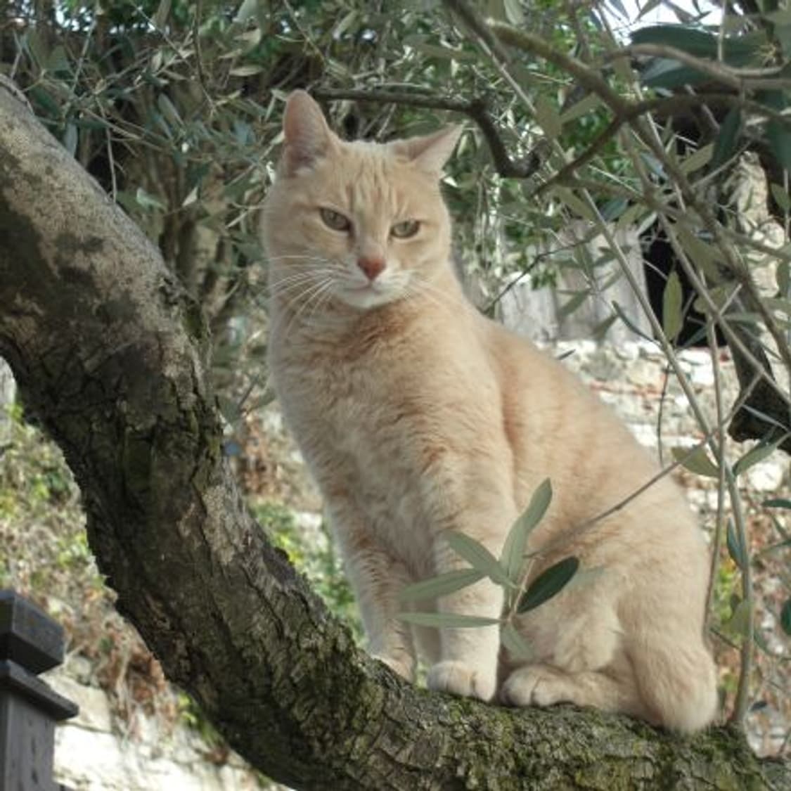 Casio exilim 카시오 엑슬림 ex-z1080 빈티지디카 디카 상품이미지9